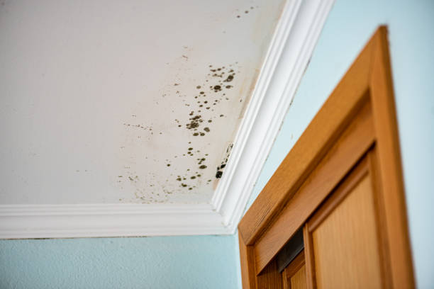 Best DIY Mold Remediation Support Services in Sterling, AK